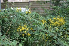 Lysimachia vulgaris