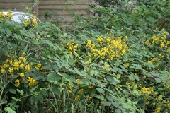 Lysimachia vulgaris