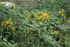Lysimachia vulgaris