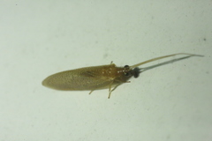 Hemerobius micans