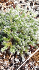 Selaginella rupestris
