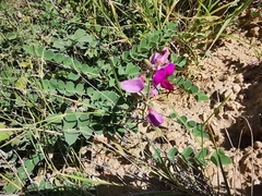 Tephrosia lindheimeri