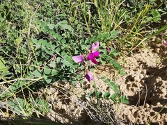 Tephrosia lindheimeri