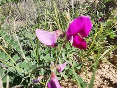 Tephrosia lindheimeri