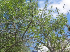 Pyrus bourgaeana