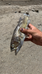Micropterus dolomieu