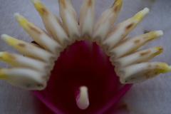 Blakea quadrangularis