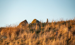 Osphranter robustus robustus