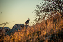 Osphranter robustus robustus
