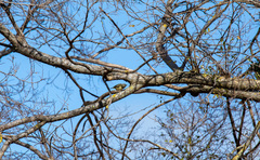 Acanthiza chrysorrhoa