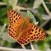 Queen of Spain Fritillary - Photo (c) Marcello Consolo, some rights reserved (CC BY-NC-SA)