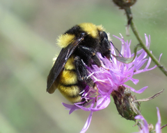 Bombus borealis
