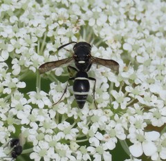 Parancistrocerus pensylvanicus