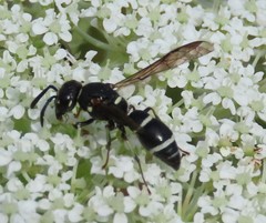 Parancistrocerus pensylvanicus