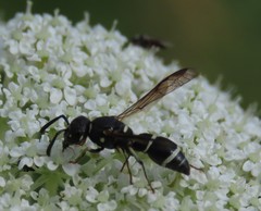 Parancistrocerus pensylvanicus