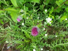 Cirsium edule