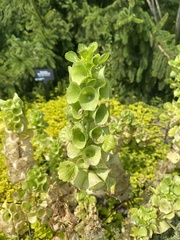Moluccella