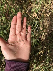 Paspalum candidum