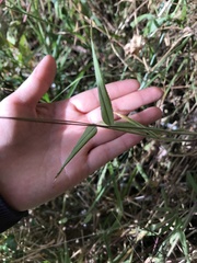 Paspalum candidum