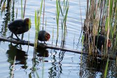 Fulica atra