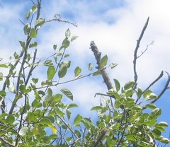Pyrus bourgaeana