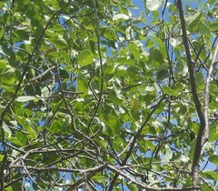 Pyrus bourgaeana