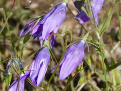 Campanula lusitanica