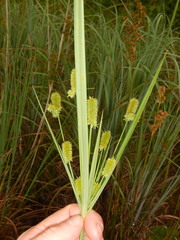 Cyperus ovatus