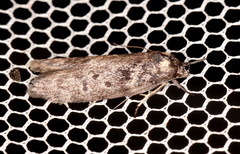 Oenochroa