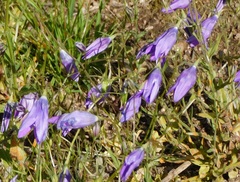 Campanula lusitanica
