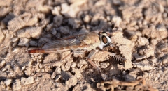 Asilidae