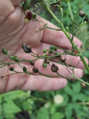 Scrophularia nodosa