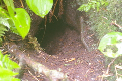 Cerorhinca monocerata