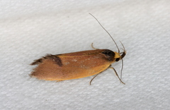 Delexocha ochrocausta