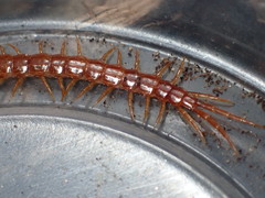 Scolopocryptops gracilis