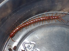 Scolopocryptops gracilis