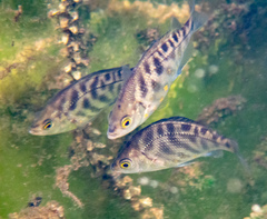 Hysterocarpus traskii pomo