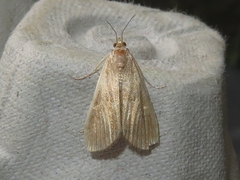 Elophila gyralis