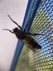 Cyrtopogon dasyllis