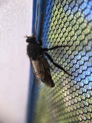 Cyrtopogon dasyllis
