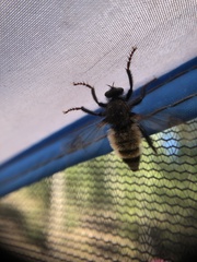 Cyrtopogon dasyllis