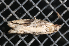 Proteoteras crescentana