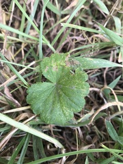 Hydrocotyle bonplandii