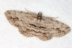 Didymoctenia exsuperata