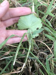 Hydrocotyle bonplandii