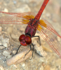Trithemis arteriosa