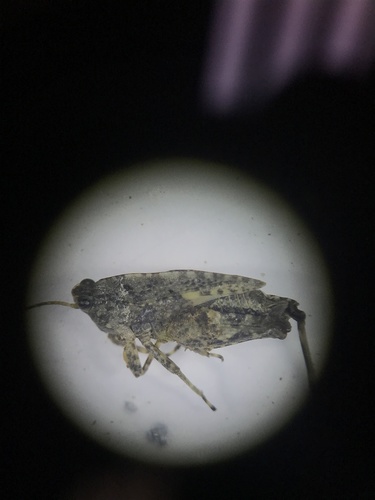 Nomotettix parvus