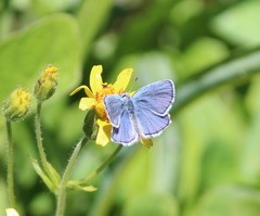 Plebejus anna