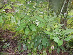 Citrus paridisi