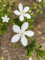 Wrightia antidysenterica
